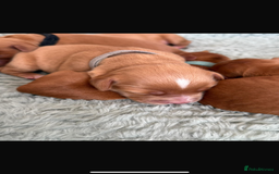 Cocker Spaniel dogs for sale: 🐶Cocker Spaniel Pups Looking for Forever Family🐶 - Image 15