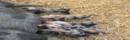 Pig livestock for sale: MINI PIGS - Advert 3