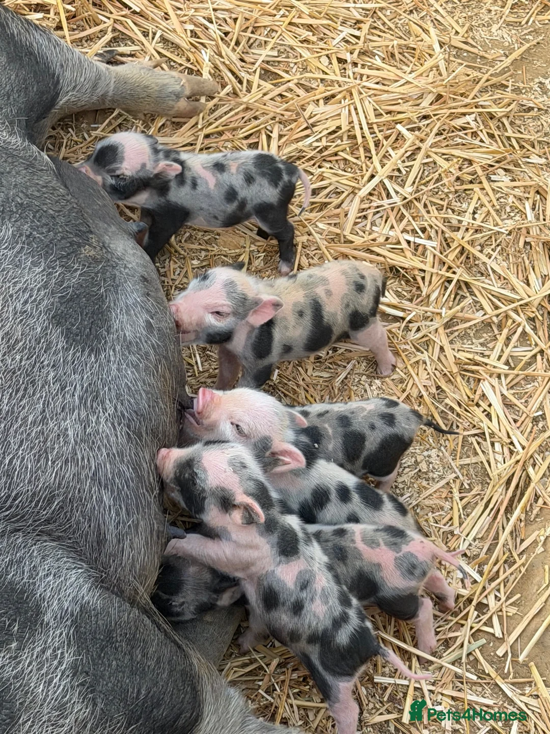 Pig livestock for sale: MINI PIGS - Advert 3