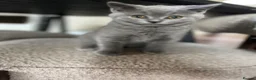British Shorthair cats for sale: Blue British Shorthairs 2 Boys + 2 Girls - Advert 5