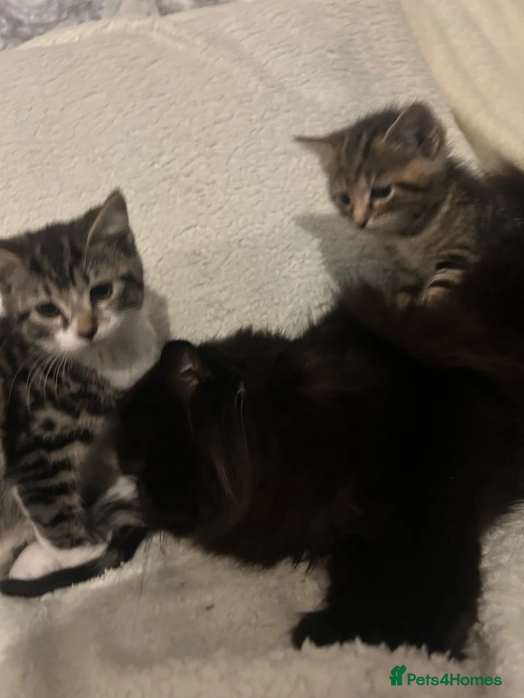 Mixed Breed cats for sale: Beautiful kittens ready  - Advert 2