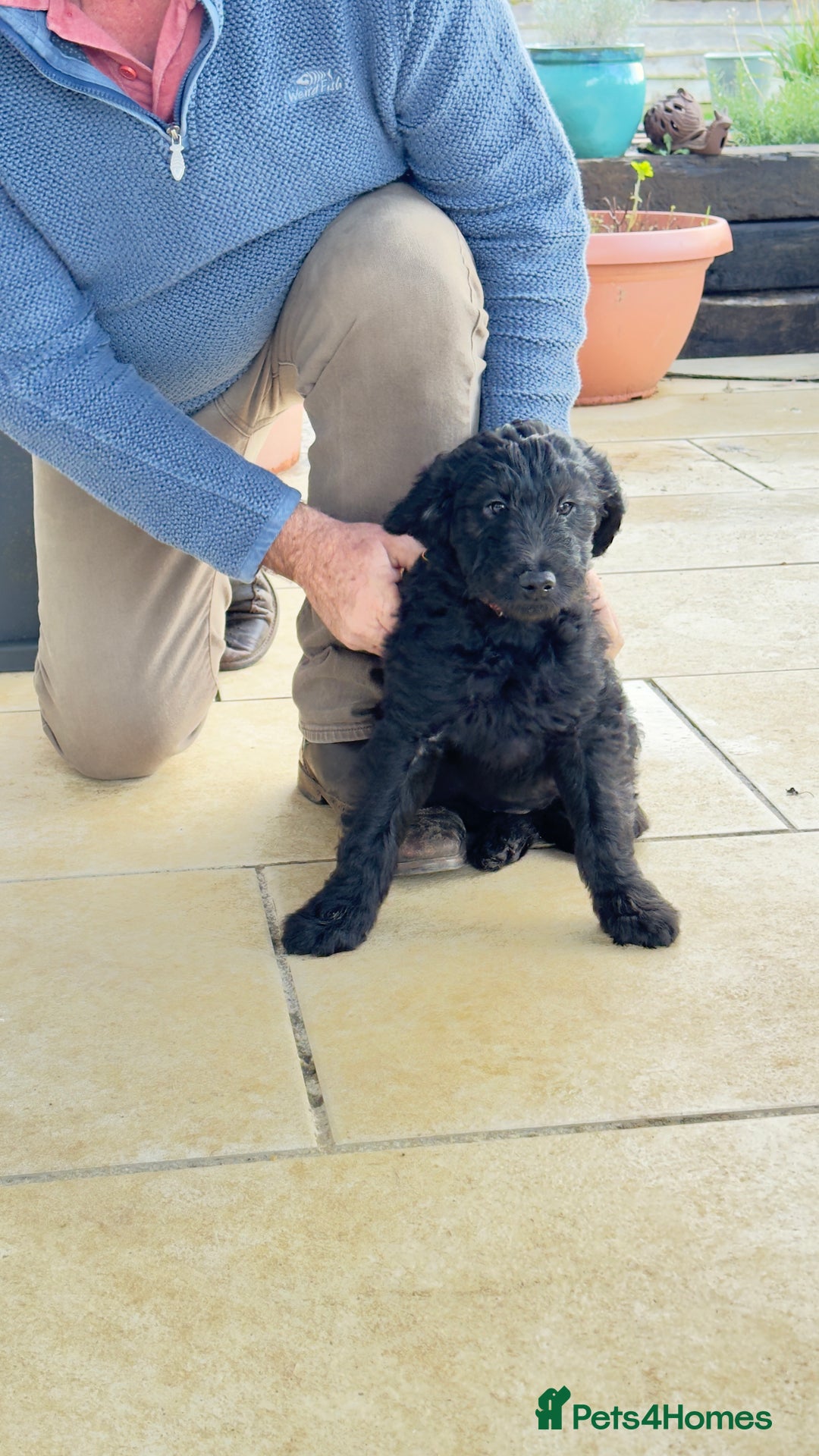 Goldendoodle dogs for sale: Stunning Goldendoodle Puppies - Advert 5