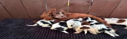 Cockapoo dogs for sale: cockapoos F1 puppy’s 6 available - Advert 25