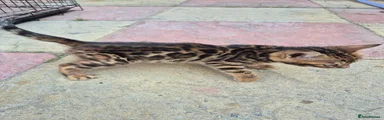 Bengal 4