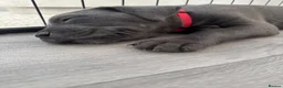 Cane Corso dogs for sale: Cane corso puppies🐶🐾 - Advert 7