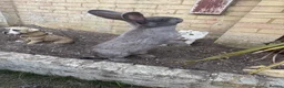 Continental Giant rabbits for sale: ‼️READY NOW - 1 CONTI DOE LEFT‼️ - Advert 12