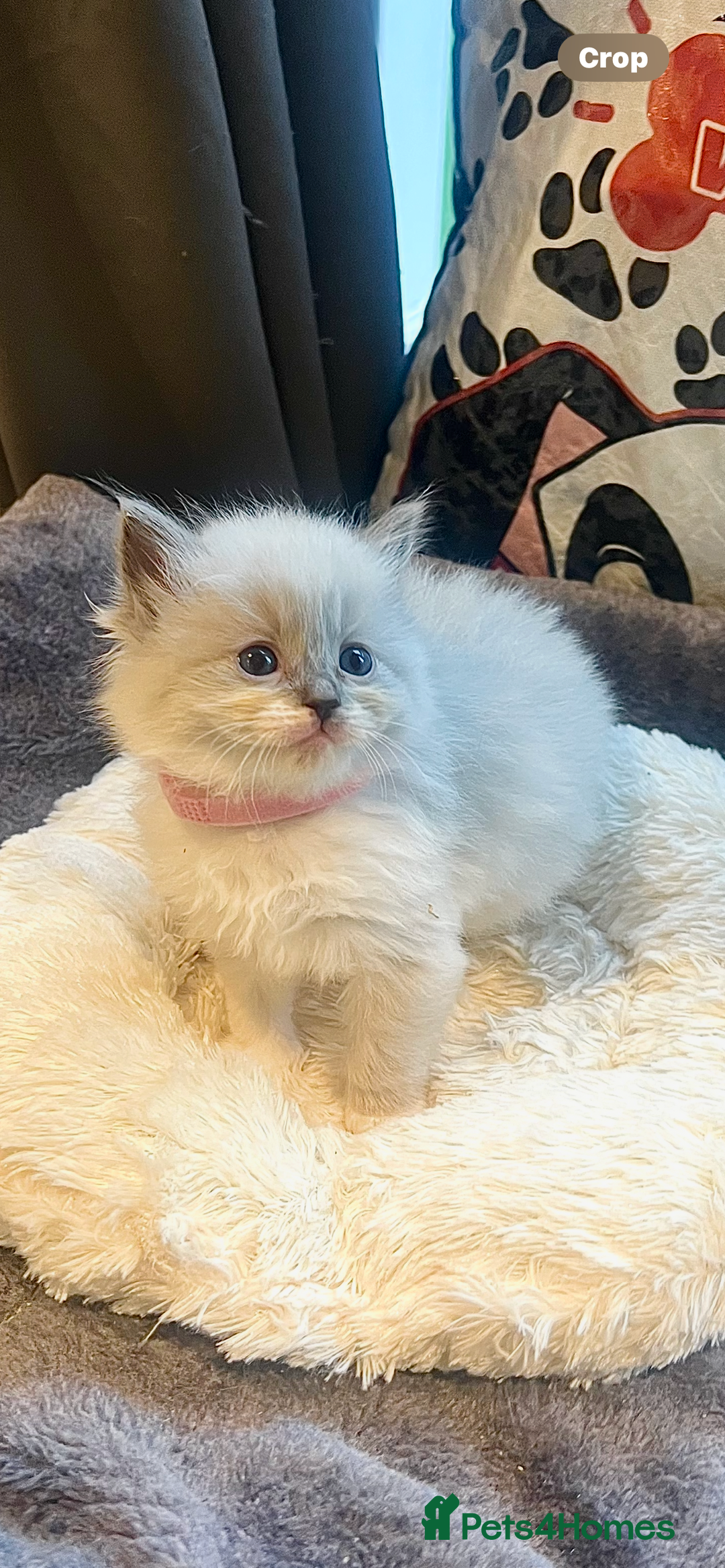 Ragdoll cats for sale: 🩷5 Blue Bi-colour Ragdoll girls🩷 - Advert 3