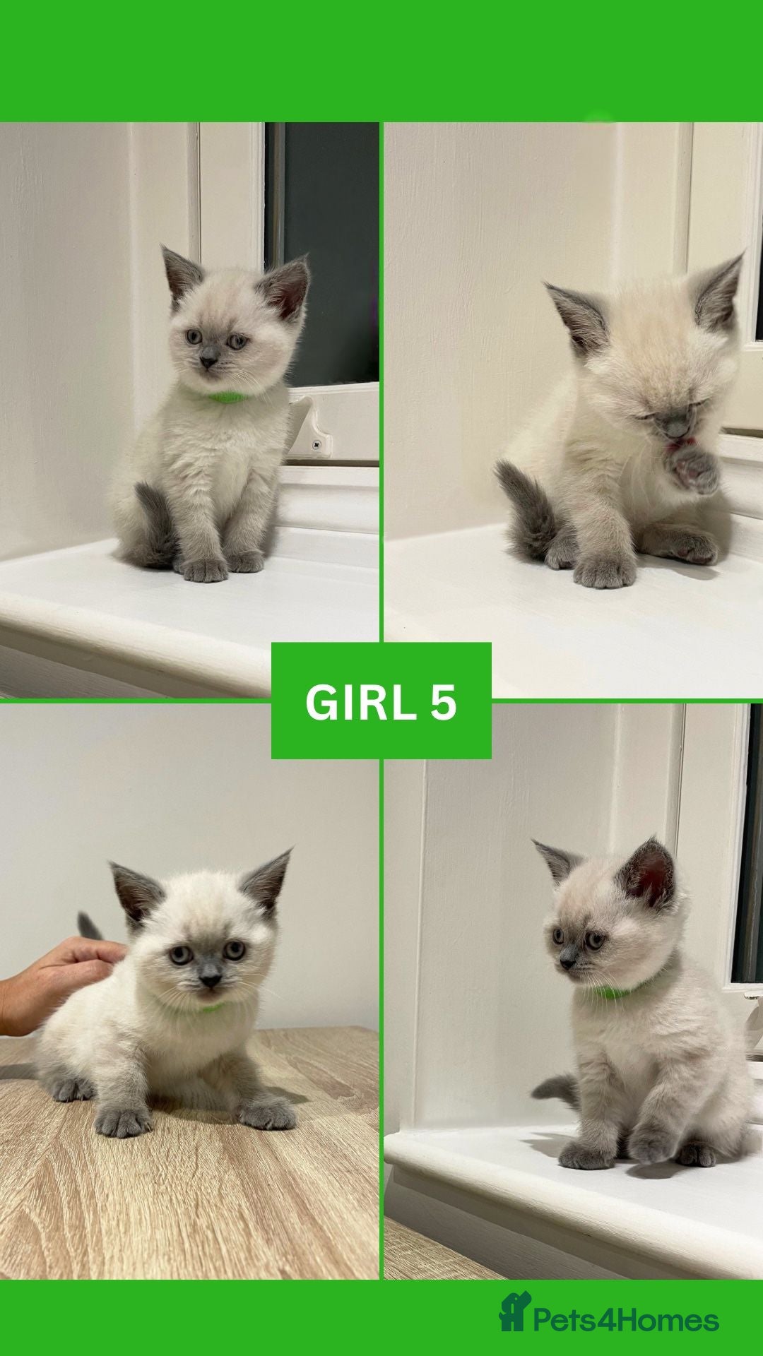 British Shorthair cats for sale: Beautiful Kittens- British Shorthair X Maine Coon - Advert 12