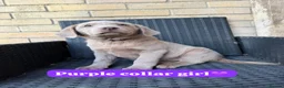 Labrador Retriever dogs for sale: KC registered silver Labradors  - Advert 15
