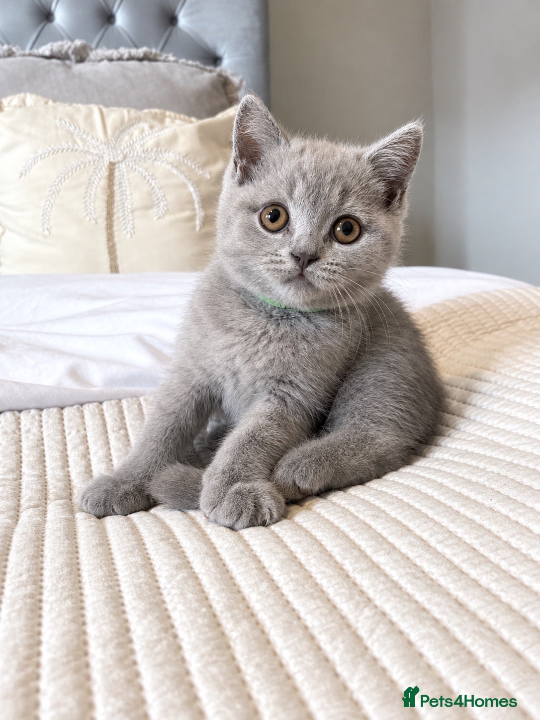 British Shorthair cats British shorthair kittens - Advert 15