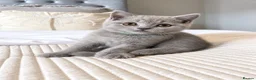 British Shorthair cats for sale: British shorthair kittens - Advert 1