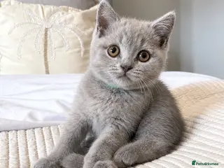 British Shorthair cats British shorthair kittens - Advert 3