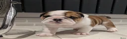 English Bulldog dogs for sale: ✨ CHAMPION SIRED BULLDOG PUPPIES AVAILABLE 🚨🏆 - Advert 15