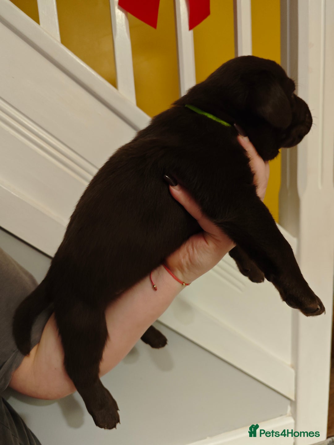 Labrador Retriever dogs for sale: Chocolate Labrador Retriever Puppies-Family Raised - Advert 14