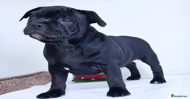Staffordshire Bull Terrier dogs - Advert 9