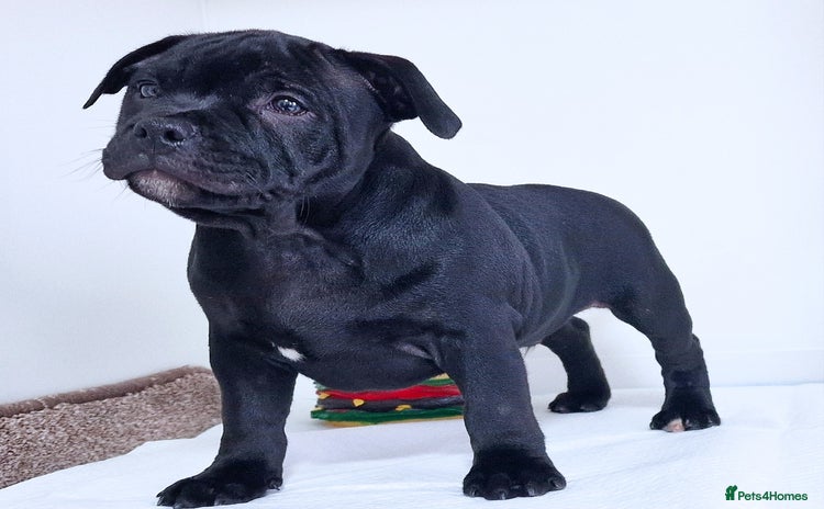 Staffordshire Bull Terrier dogs - Advert 3