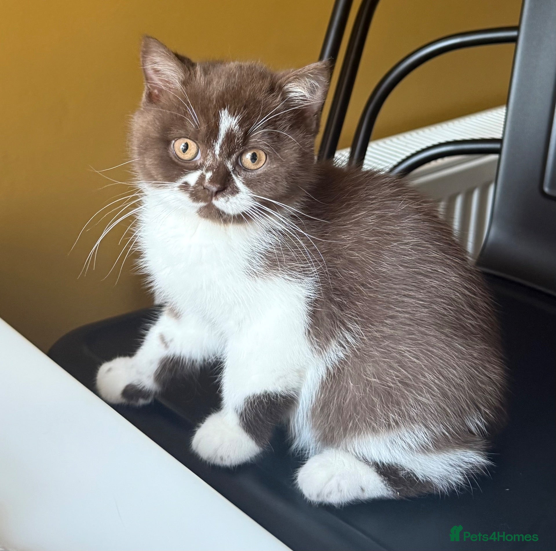 British Shorthair cats for sale: Chocolate and cinnamon female British shorthairs!  - Advert 7