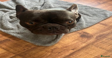 French Bulldog dogs - Advert 14