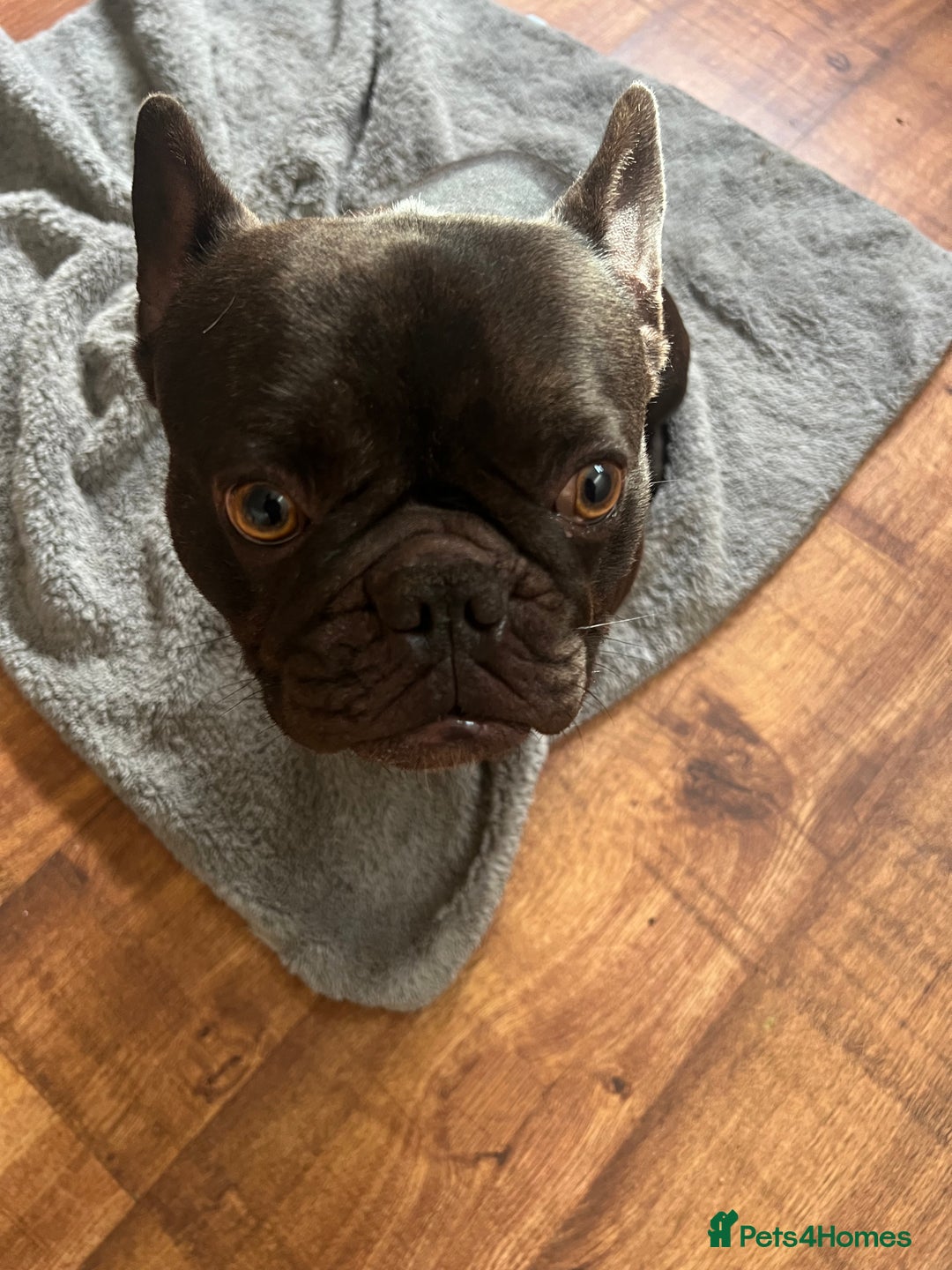 French Bulldog dogs for sale: 🐶 KC Registered Male French Bulldog – 1yr 9mo - Image 2