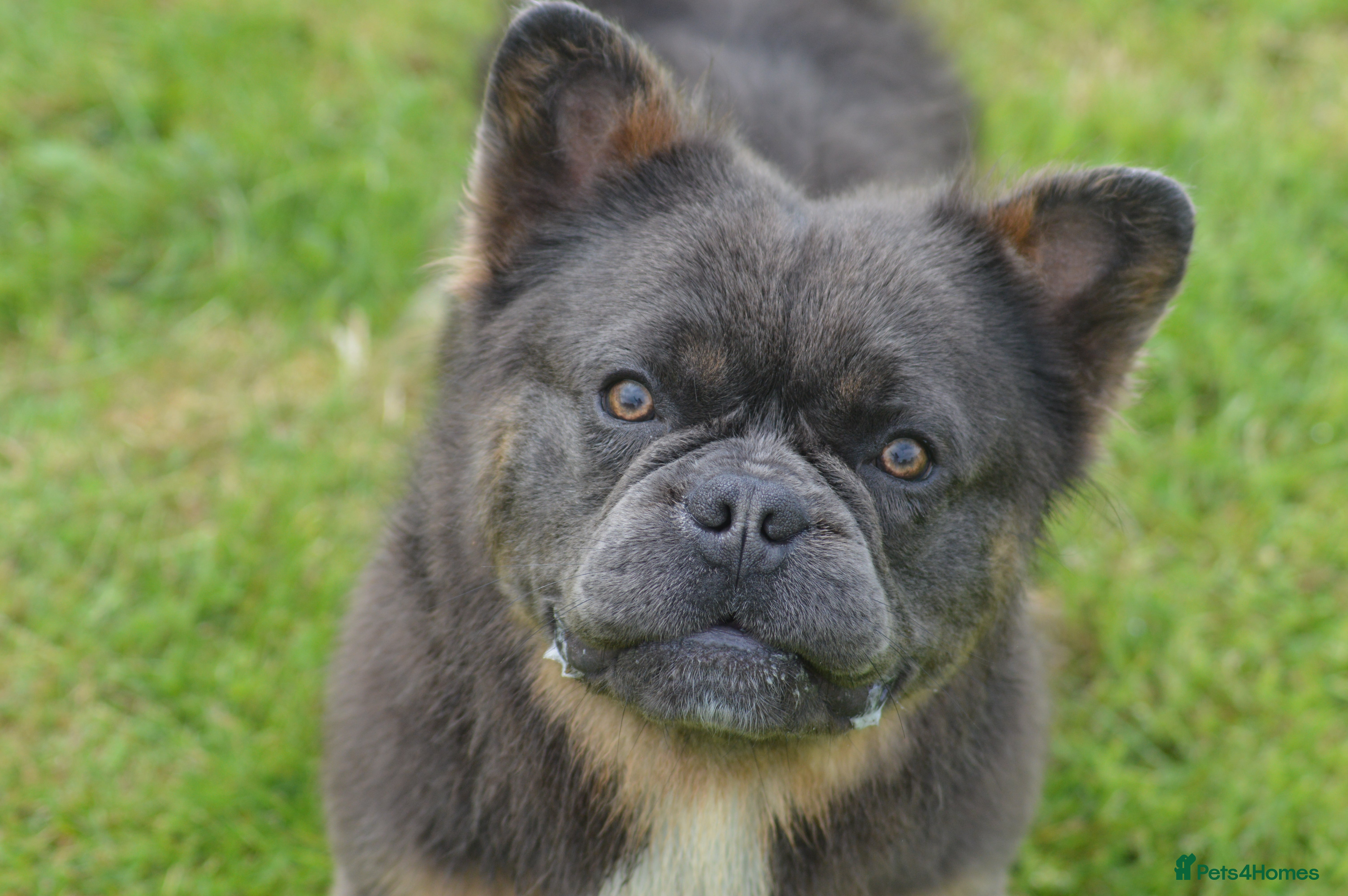 French Bulldog dogs 4 panel health clear fluffy stud dog in Southport - Advert 5