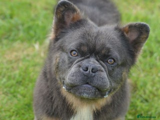 French Bulldog dogs in Southport - Advert 33