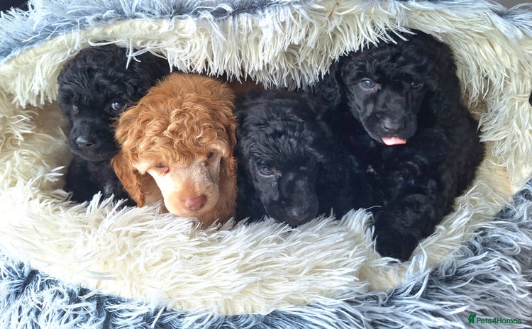 Miniature Poodle dogs - Advert 5