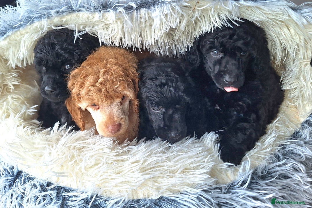 Miniature Poodle dogs for sale: KC REGISTERED MINIATURE POODLES - Image 1