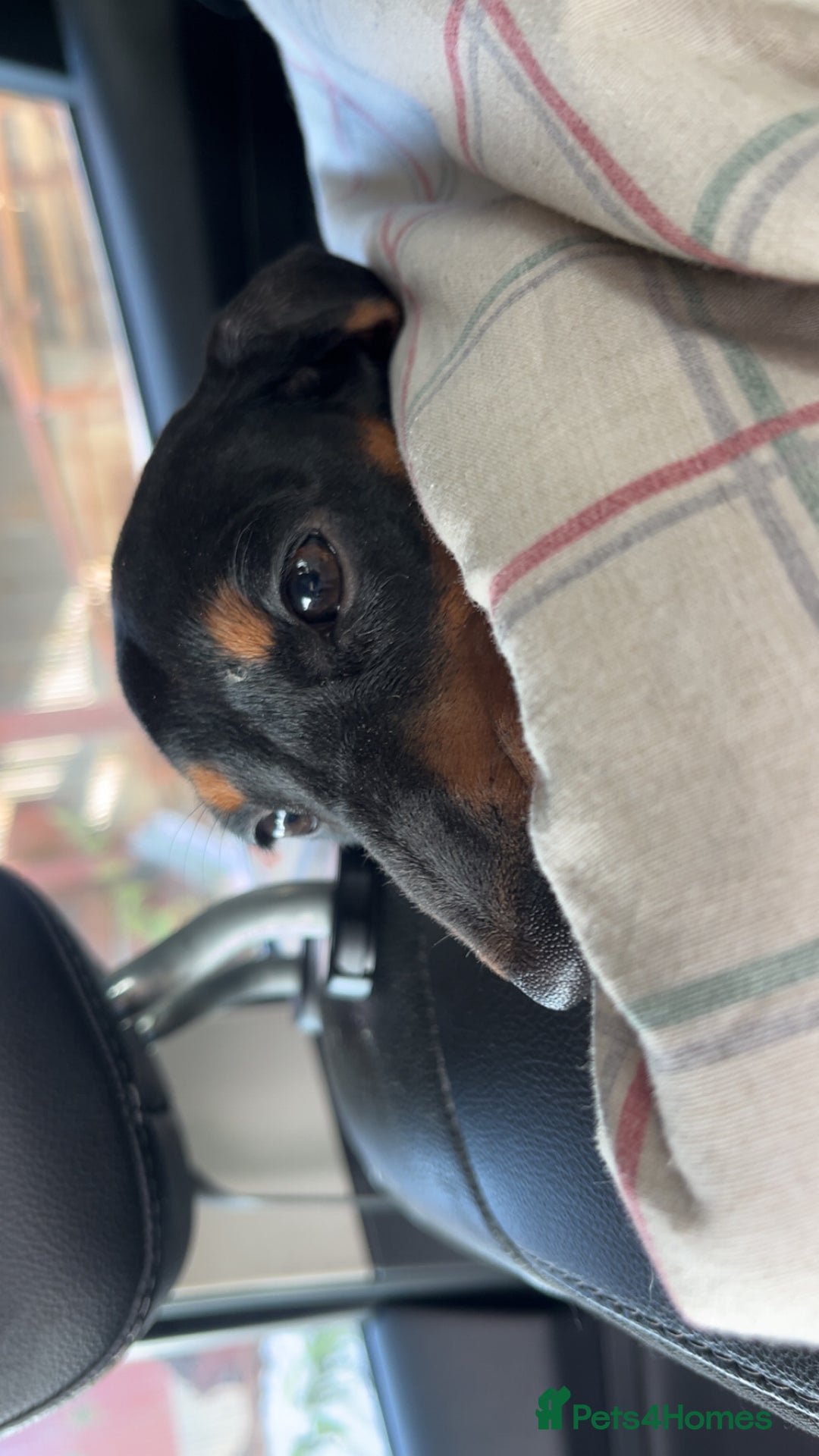 Miniature Dachshund dogs for sale: Peppa  - Image 5