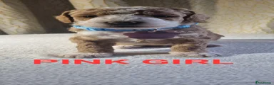 Pink GIRL ❤️