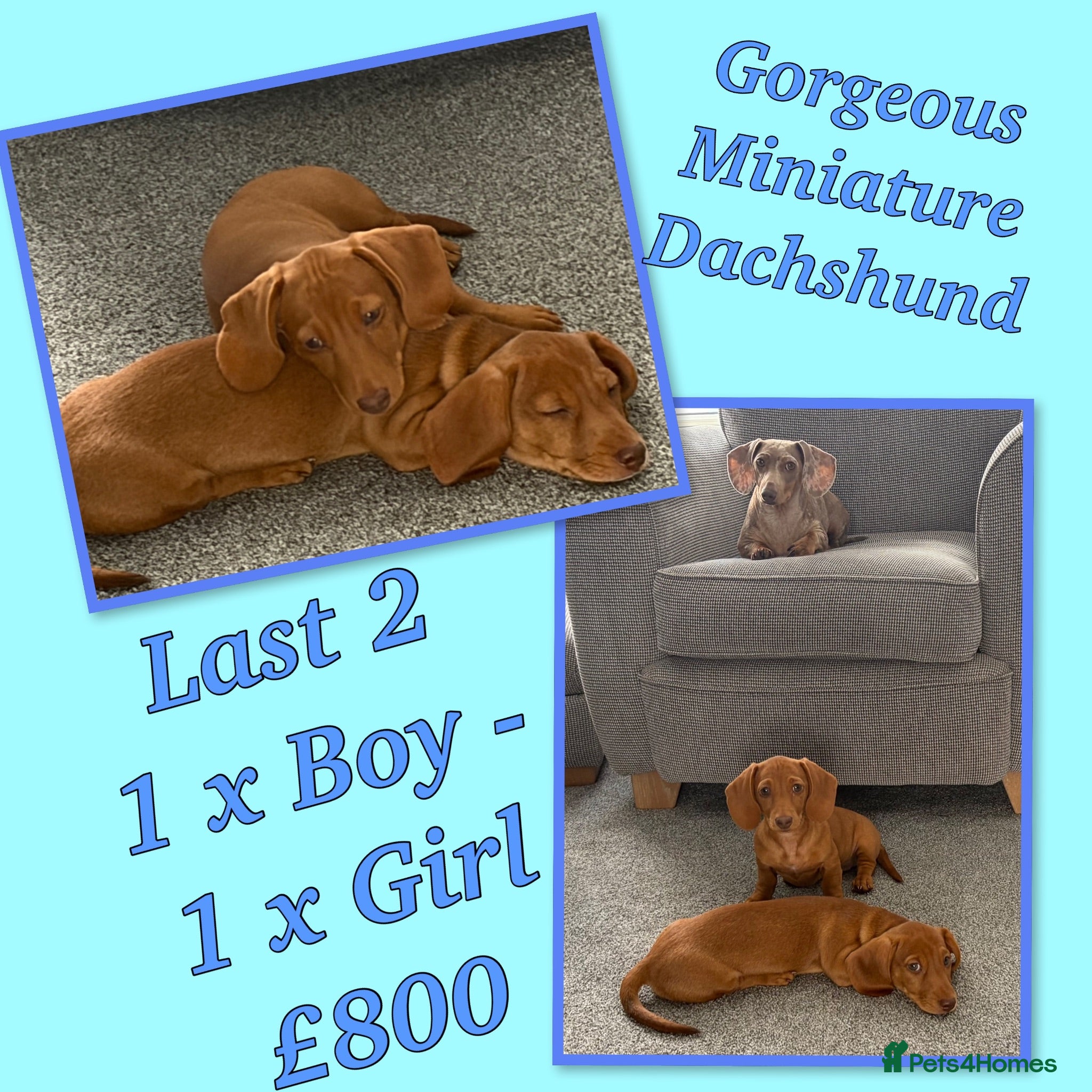 Miniature Dachshund dogs Miniature Dachshund Puppies - Advert 6