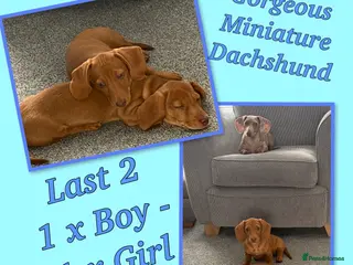Miniature Dachshund dogs Miniature Dachshund Puppies - Advert 6