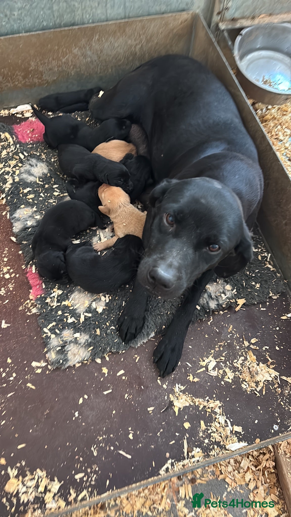 Labrador Retriever dogs Labrador Puppies  - Advert 2