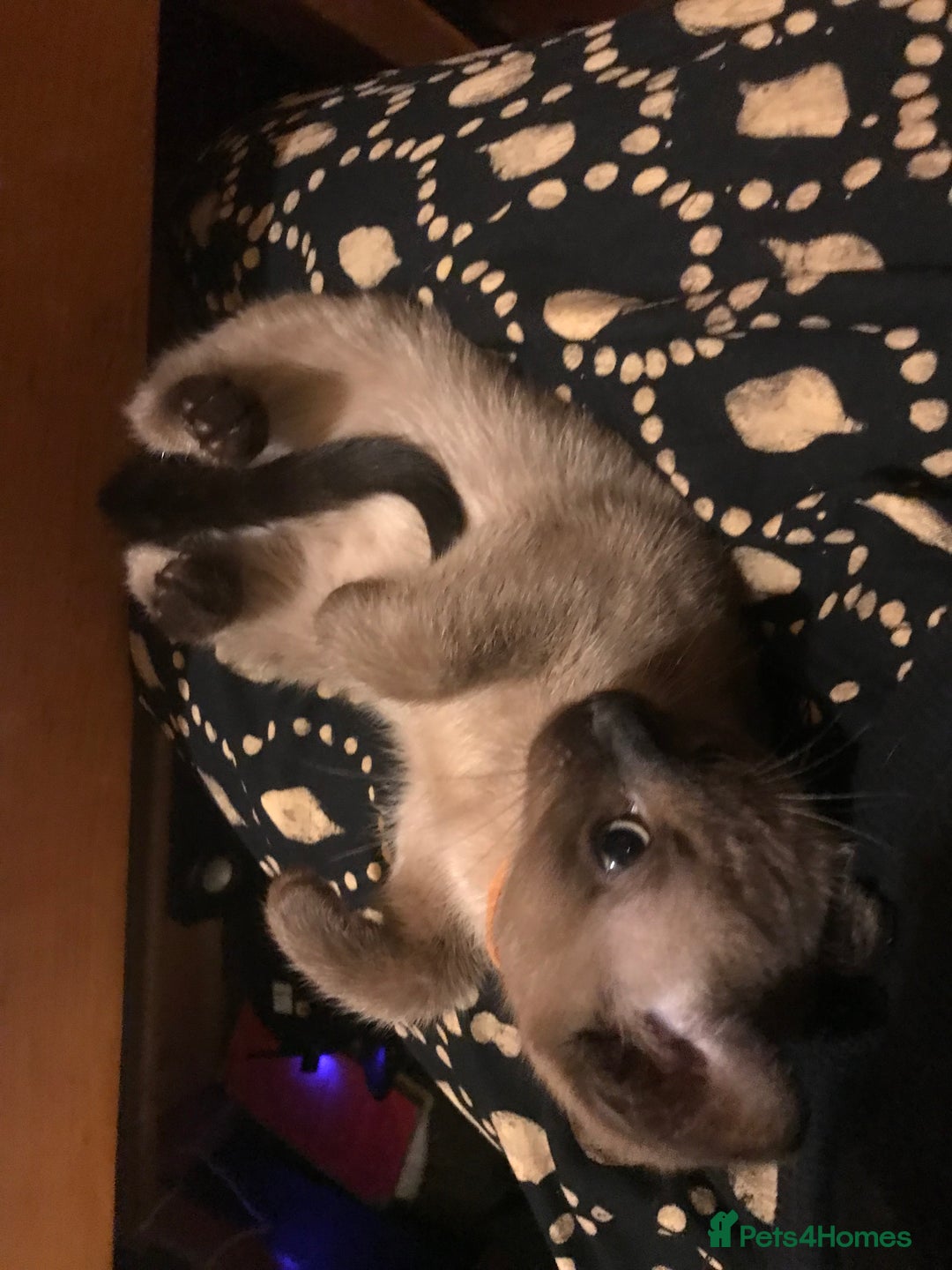 Burmese cats for sale: Exquisite Tonkdolls - Image 20