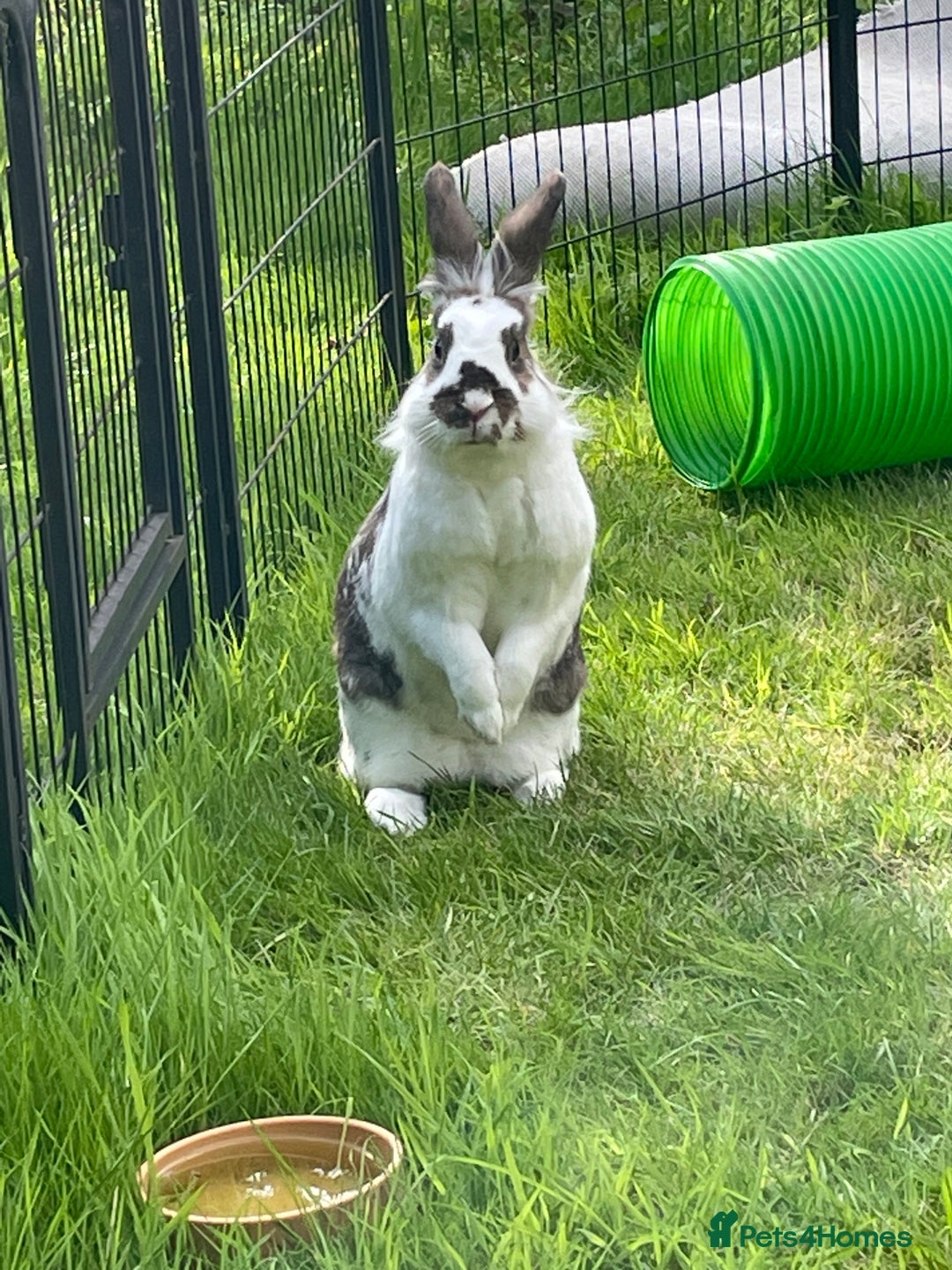 English Spot rabbits for sale: Bonded pair male and female around 4 years - Image 1