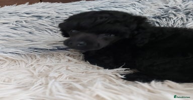 Toy Poodle dogs - Advert 15