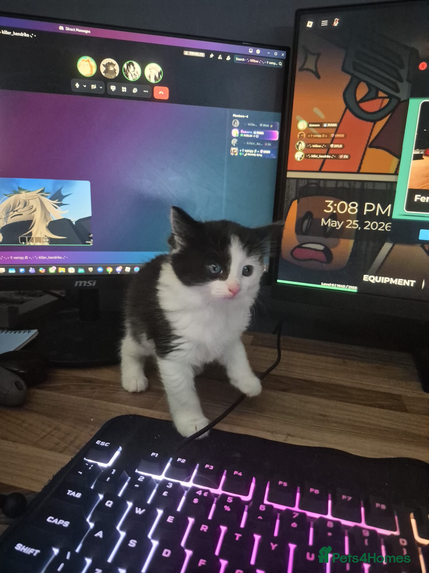 Mixed Breed cats for sale: 3 beautiful kittens - Advert 3