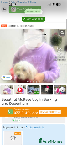Maltese dogs in Ilford - Advert 1
