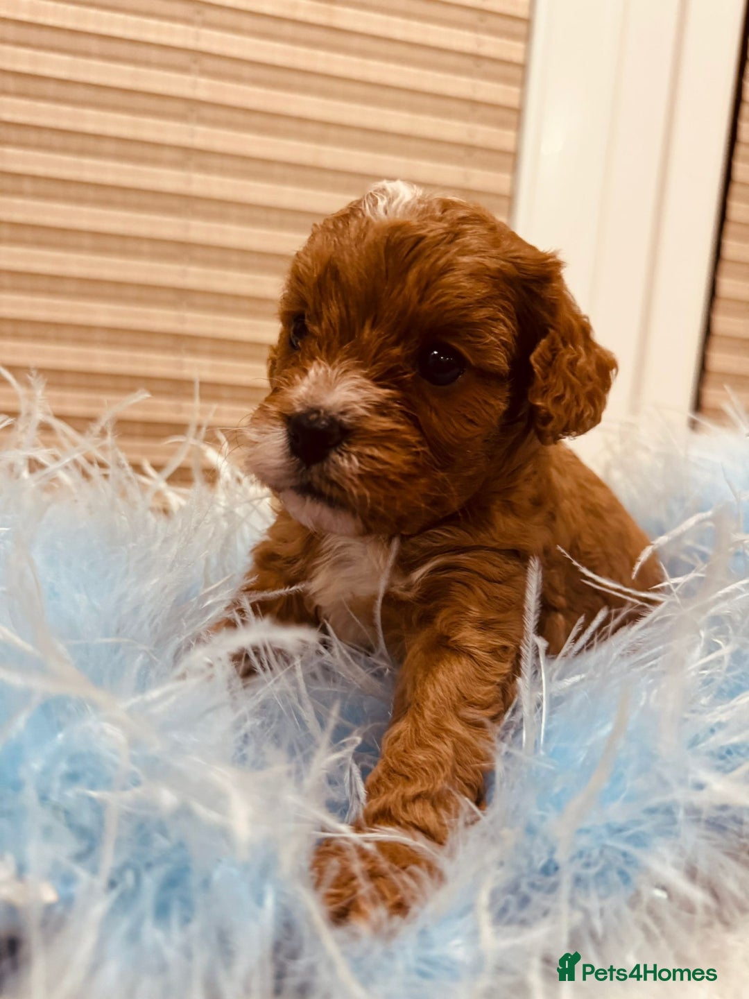 Cavapoo dogs for sale: A wonderful litter of 6 red teddy cavapoos  - Advert 3