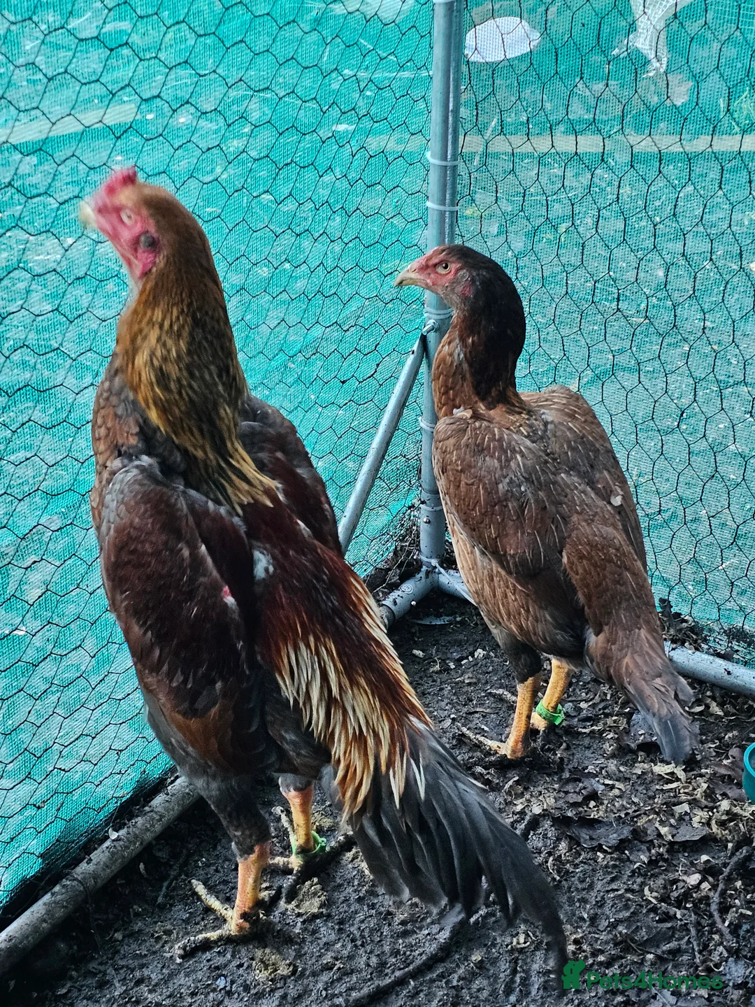 Chickens poultry for sale: Shamos pair of turkish hints - Advert 4