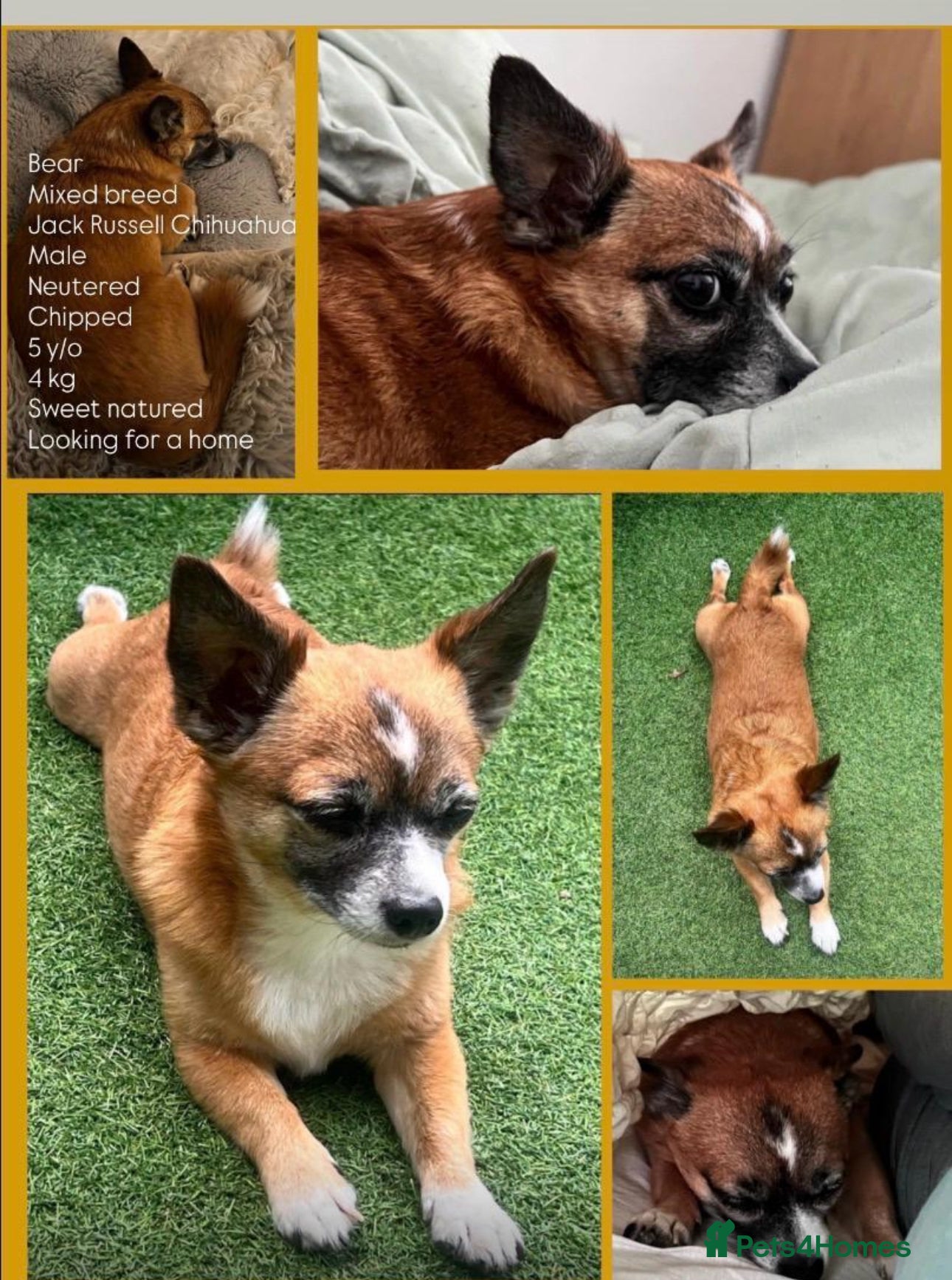 Mixed Breed dogs Loving home for bear bear  - Advert 3