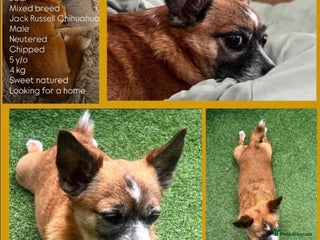 Mixed Breed dogs Loving home for bear bear - Advert 3