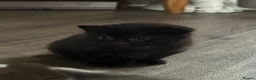 Domestic Shorthair cats for sale: Kittens - Advert 11