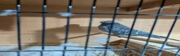 Budgerigars birds for sale: Exhibition Budgies  - Advert 2