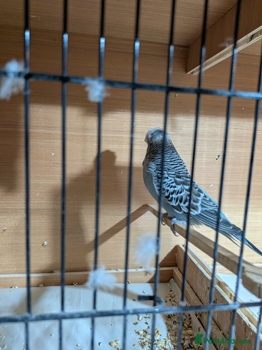 Budgerigars birds for sale: Exhibition Budgies  - Advert 2