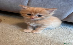 Ragdoll cats for sale: Ragdoll x kittens. Tabby and apricot and cream - Image 3