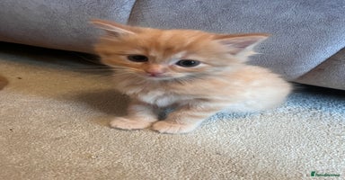 Ragdoll cats - Advert 2