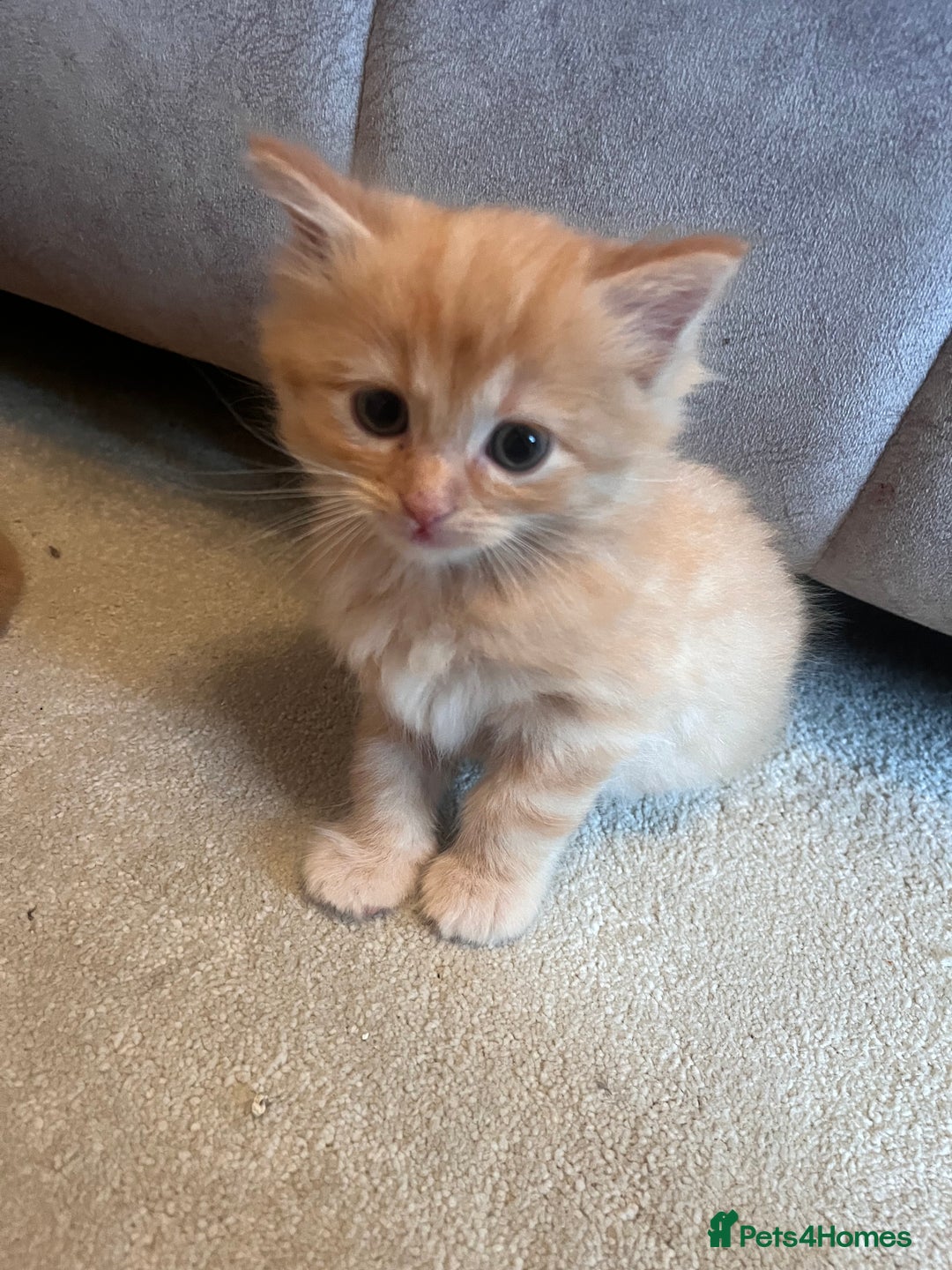 Ragdoll cats for sale: Ragdoll x kittens. Tabby and apricot and cream - Image 3