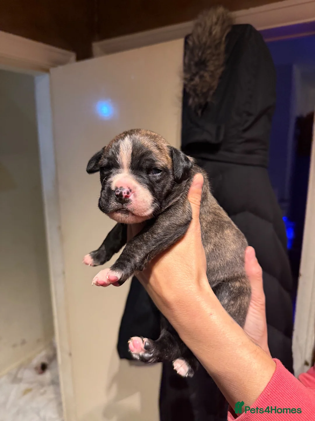 Bandog dogs for sale: American bulldog mi ** tiff (Bandog) in Blackpool - Advert 2
