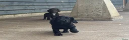 Cocker Spaniel dogs for sale: BEAUTIFUL MIXED COLOUR LITTER,HEALTHTESTED PARENTS - Advert 13