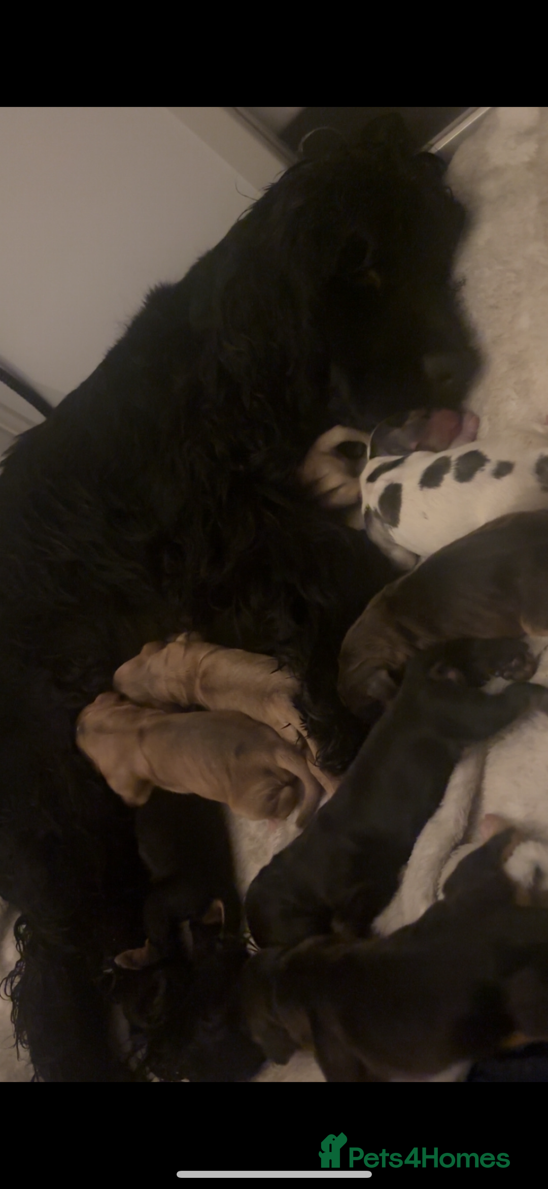 Cocker Spaniel dogs for sale: 100% sable show cockers  - Advert 11